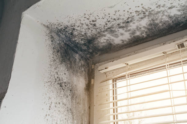 Trusted Attic Mold Removal service in Haworth, NJ - Cheap Mold Removal
